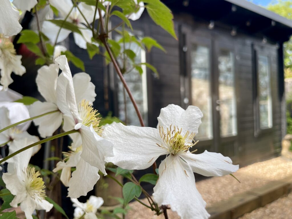 flowers outside of cabin clematis bloom